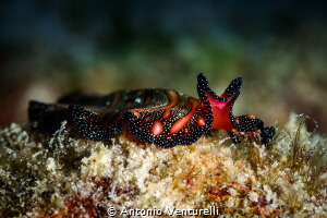 Persian rug ( Bedford's flatworm) . Elegant , beautiful, ... by Antonio Venturelli 
